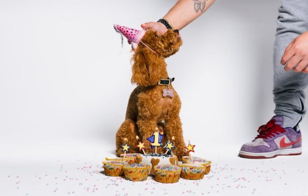 a dog at his birthday
