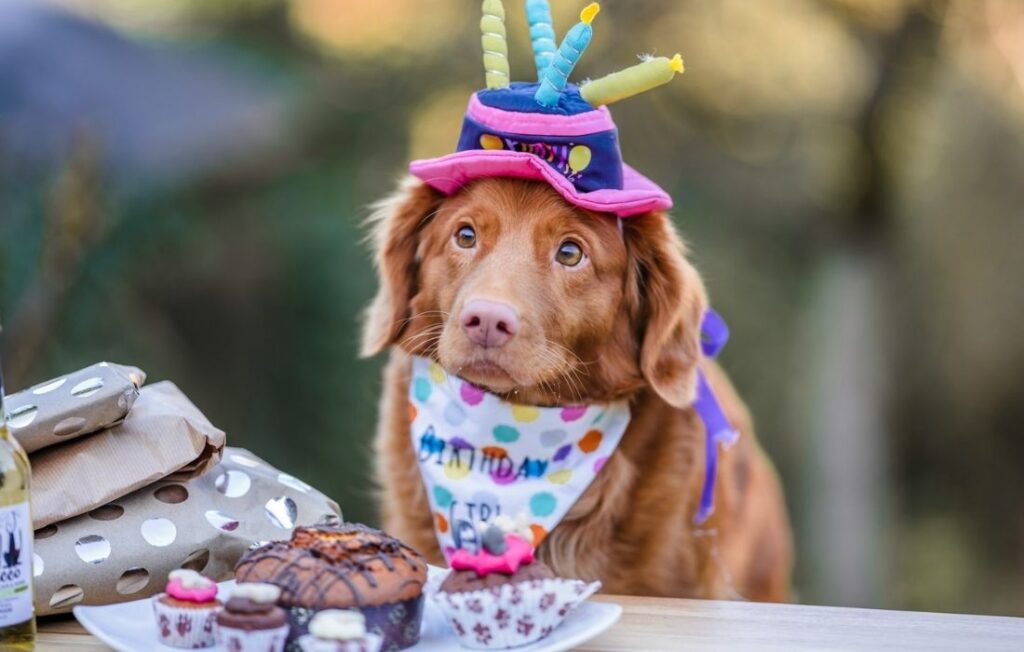 brown dog wearing polka dot hat in his birthday