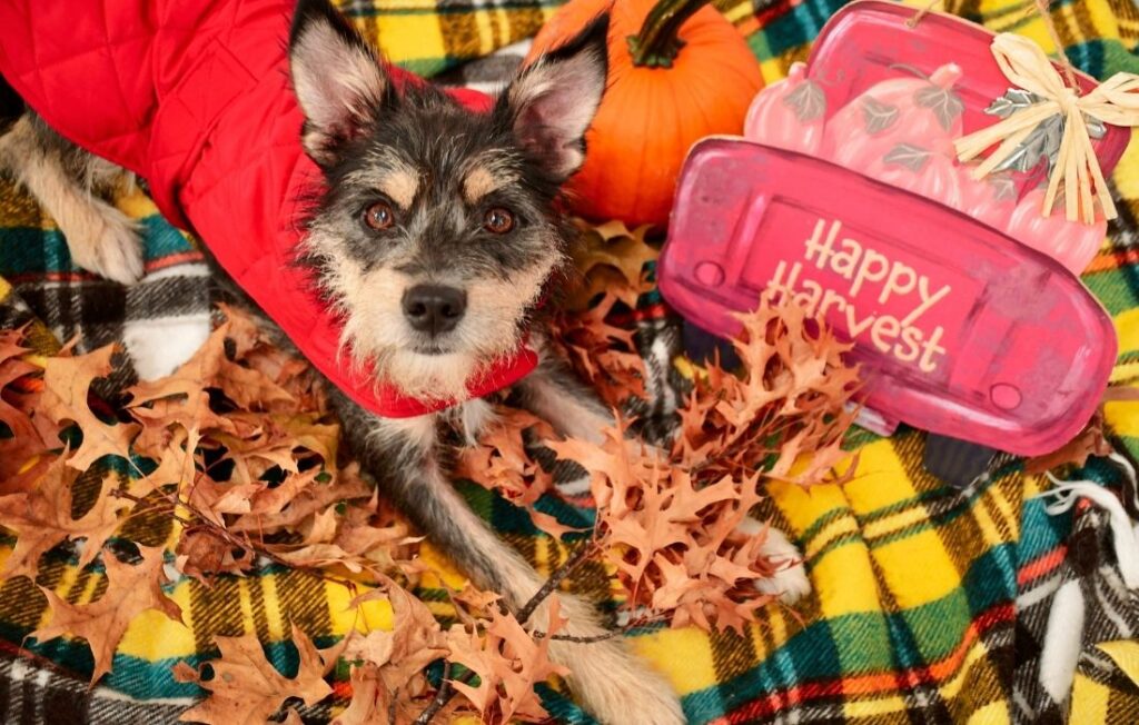 small dog lying in fall leaves