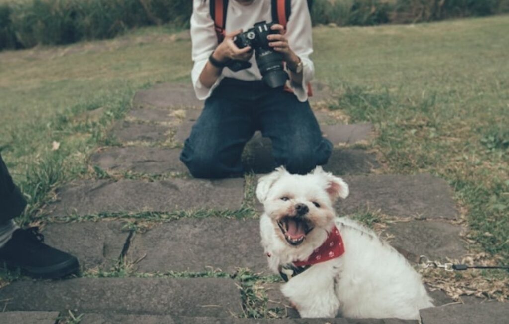 woman taking photo of dog
