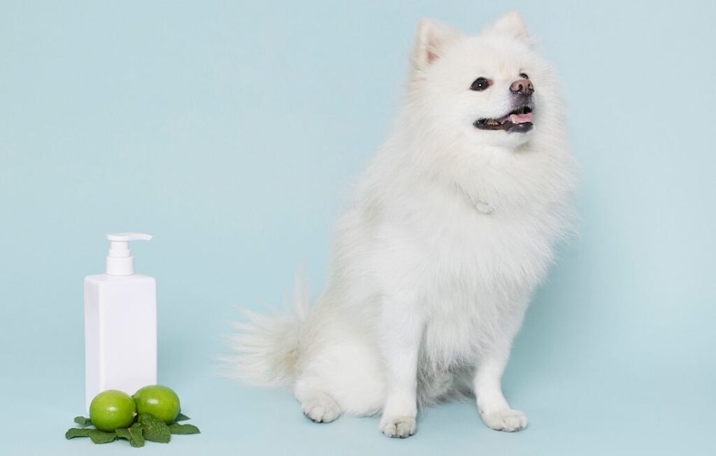 Dog with Pet Shampoo on Blue Background