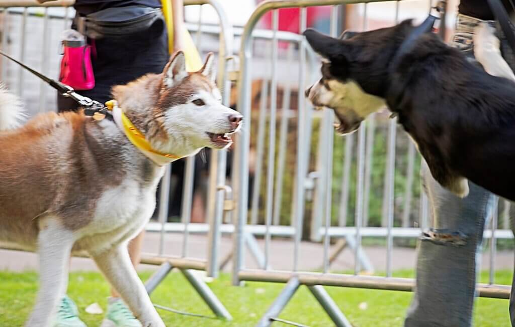 dog aggression education and training