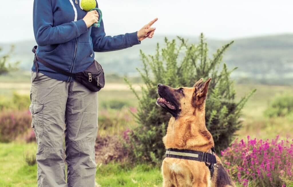 obedience dog training session