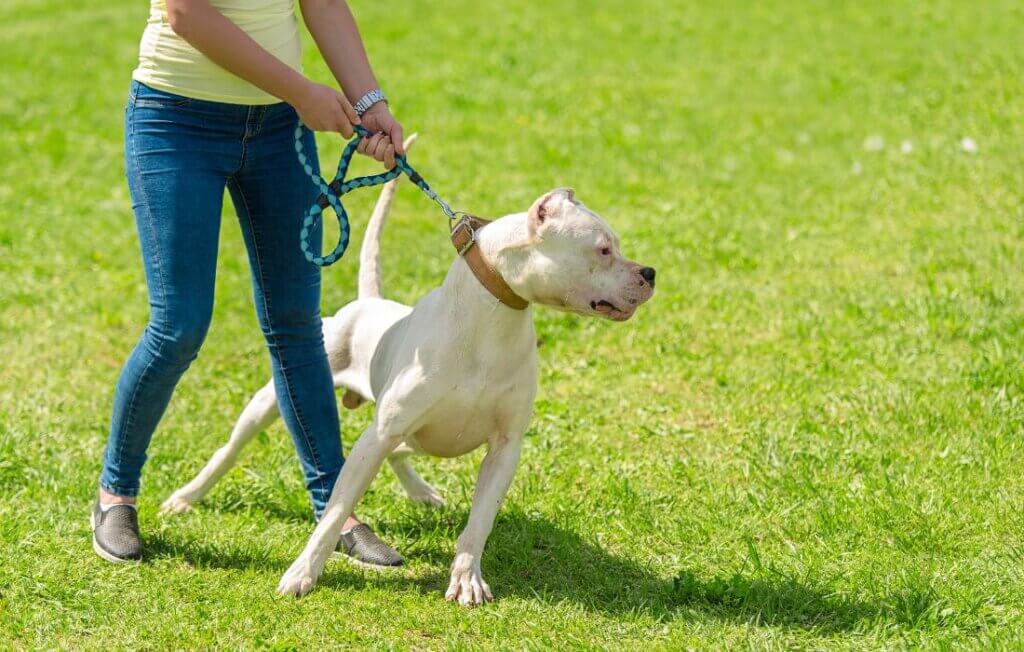 pitbull being reactive