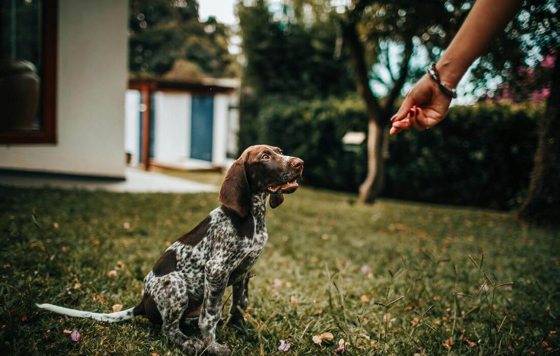 owner giving dog a treat