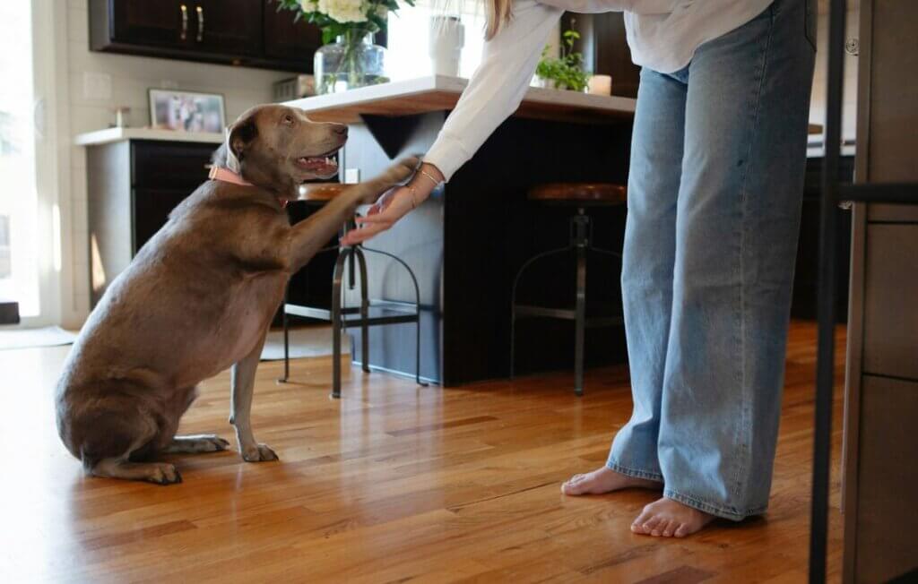 a dog giving it's paw to it's owner