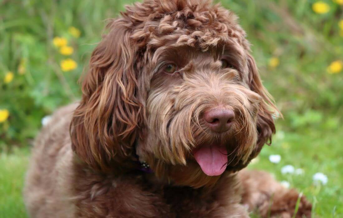 A Brown Cockapoo Lying on the Grass