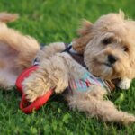 Adorable Cockapoo Puppy Playing Outdoors