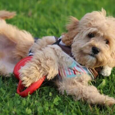 Adorable Cockapoo Puppy Playing Outdoors