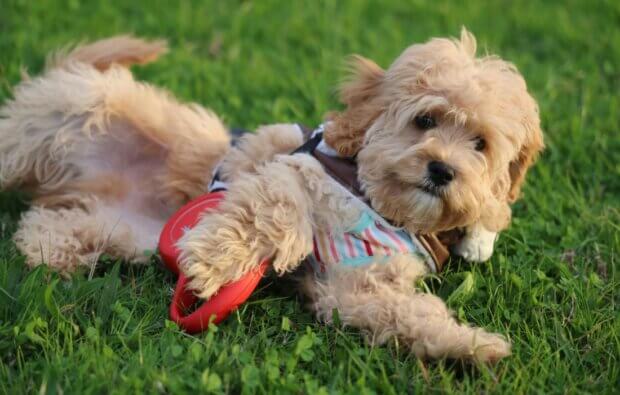 Adorable Cockapoo Puppy Playing Outdoors