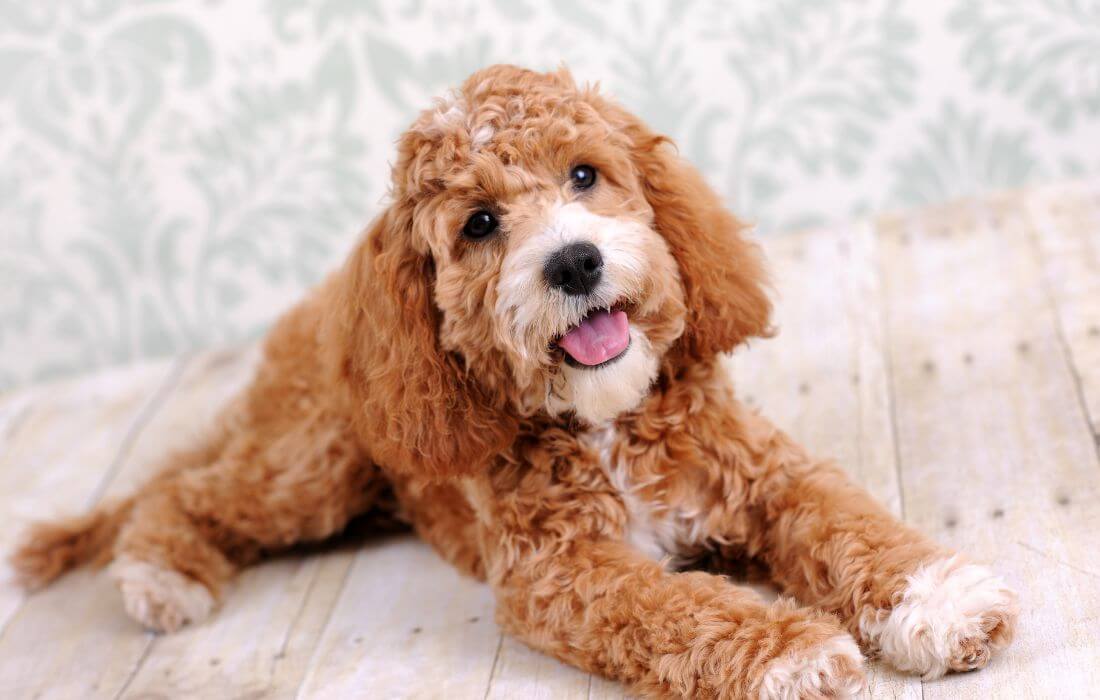 Cockapoo Dog Laying