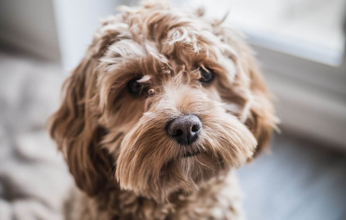 Cockapoo Puppy Dog