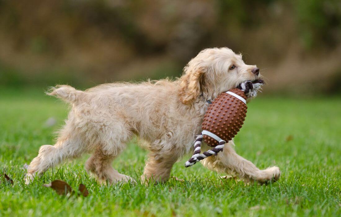 Cockapoo Puppy Running with Toy Football