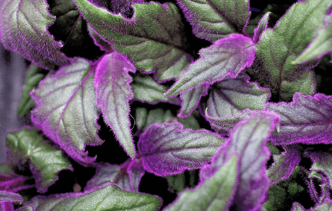 Gynura aurantiaca velvet plant