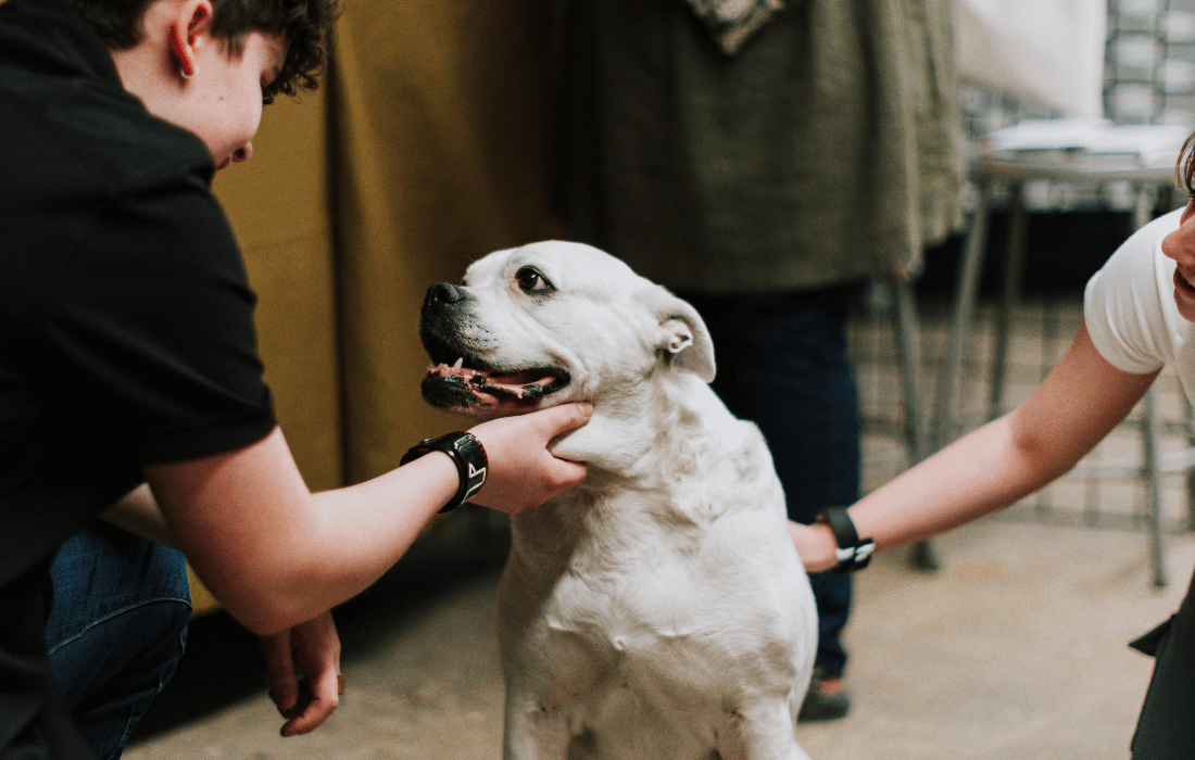 People Petting a Dog