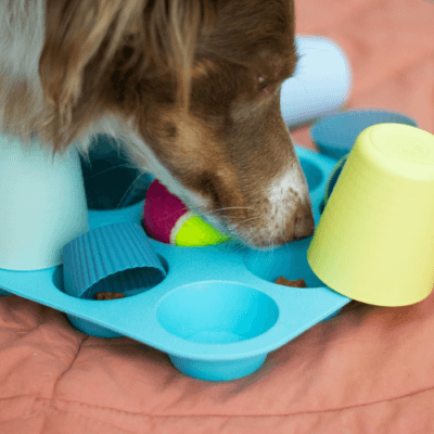 a dog playing with toys on a bed