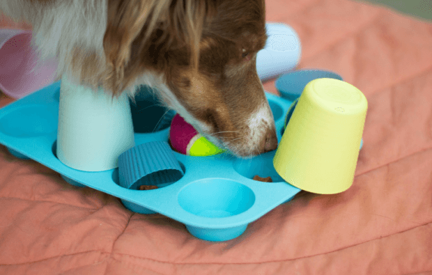 a dog playing with toys on a bed