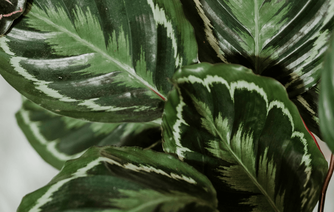 calathea medallion indoor plant