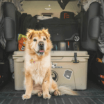 dog in the back of a car