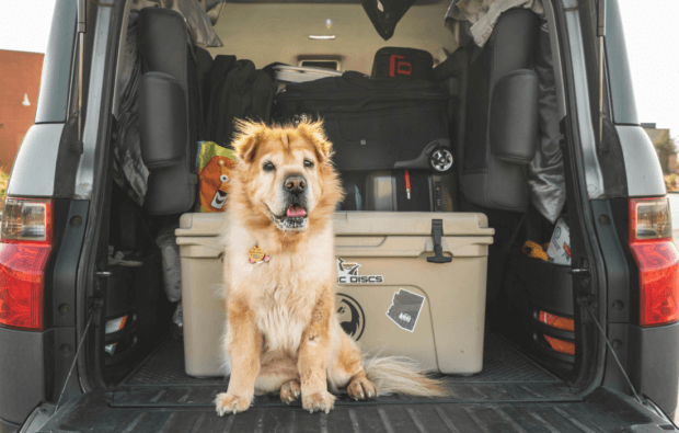 dog in the back of a car
