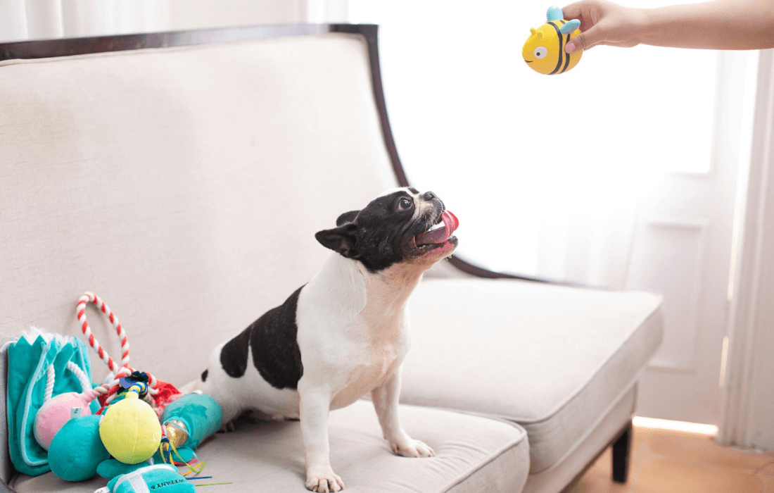 a dog is excited about a toy