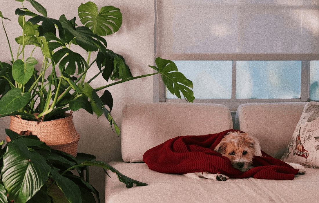 dog lying on sofa besides plants