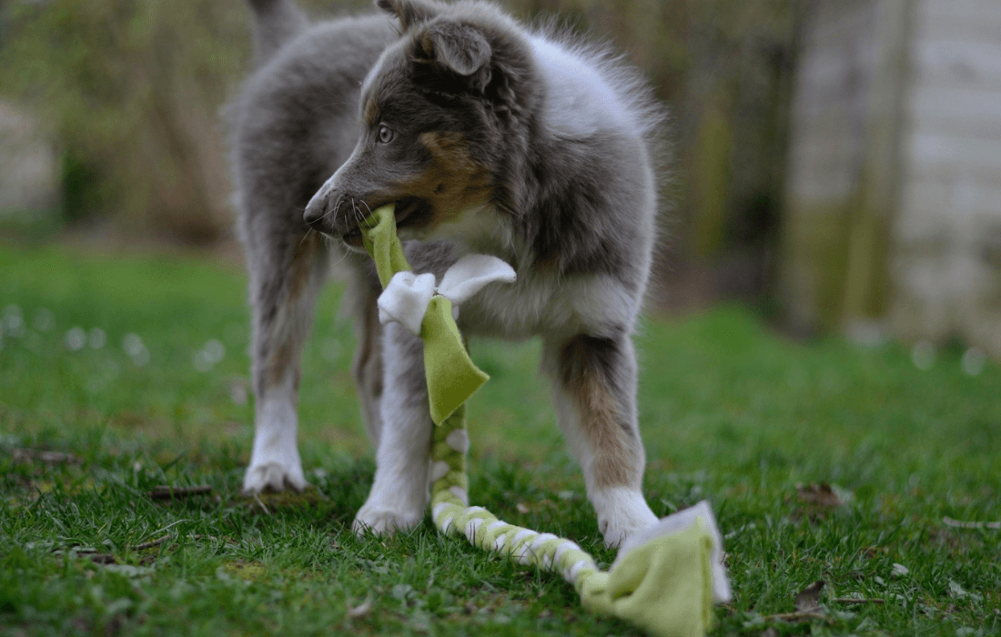 dog playing with diy toy