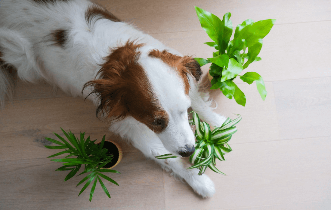 dog smelling plants