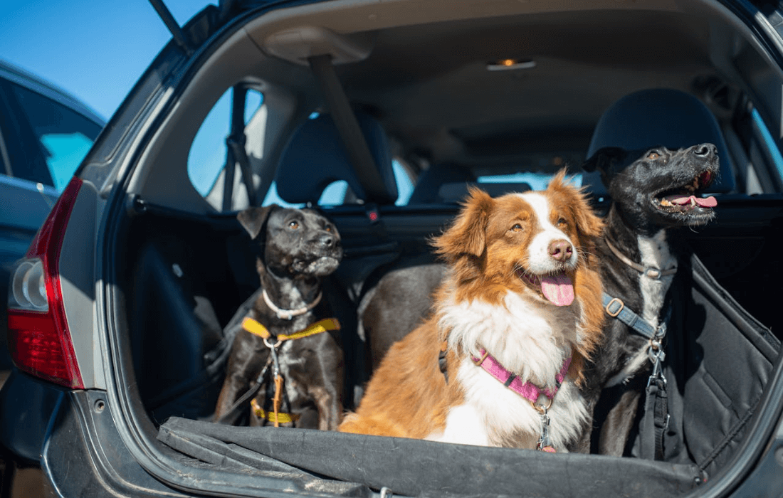 dog with safety harness
