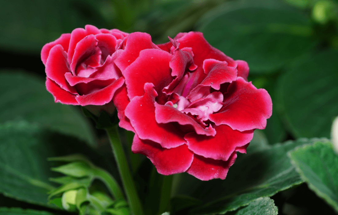 gloxinia plant