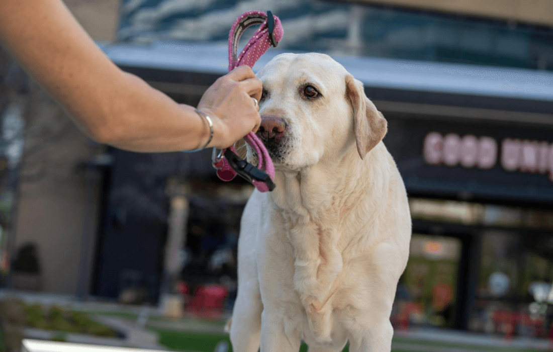 a person showing a pink collar to a dog