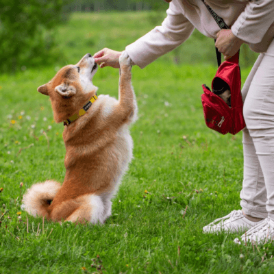 person training dog with a treat