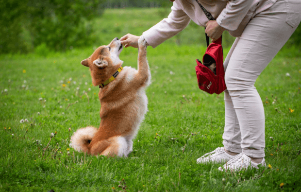 person training dog with a treat