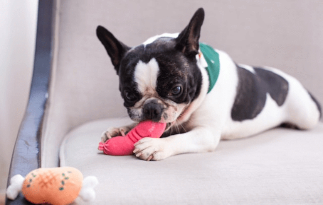 small dog playing with a homemade toy