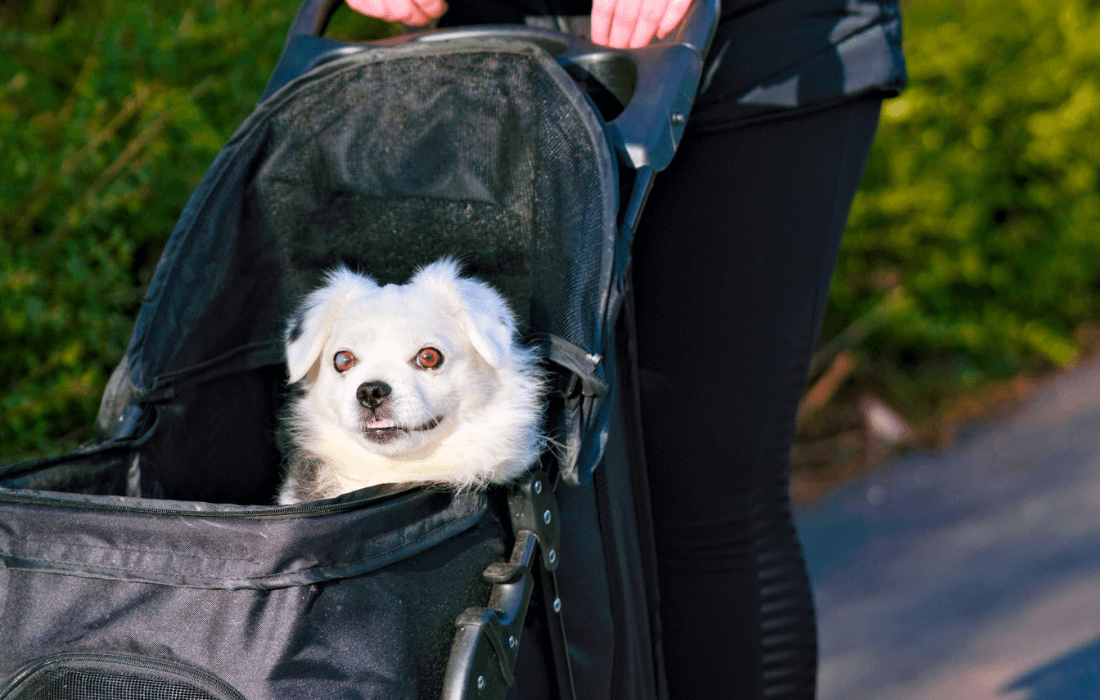 small white dog sitting in a bag