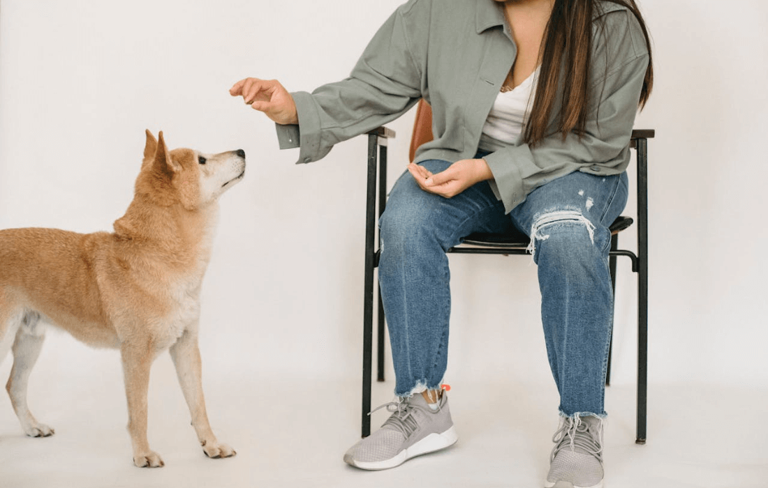 woman sitting trainning a corgi