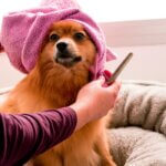 how often should you bathe your dog