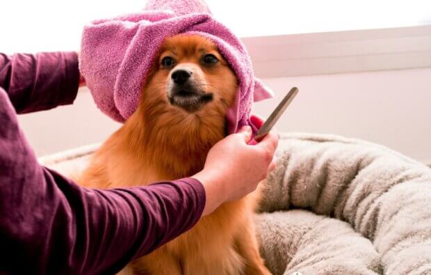 how often should you bathe your dog