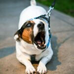how to stop dog barking