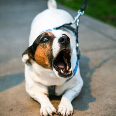how to stop dog barking