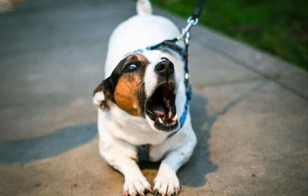 how to stop dog barking