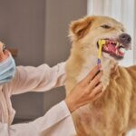 Veterinarian brushing dog's teeth with toothbrush
