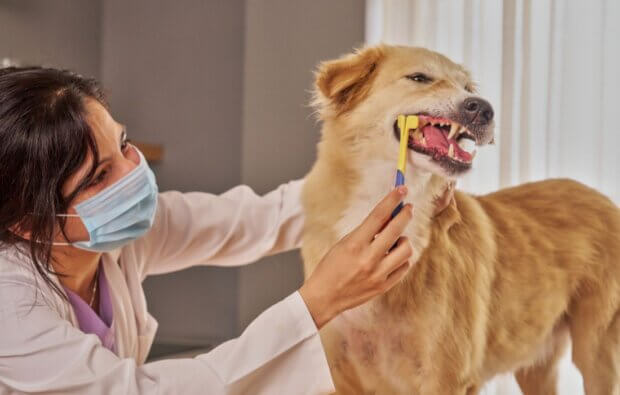 Veterinarian brushing dog's teeth with toothbrush