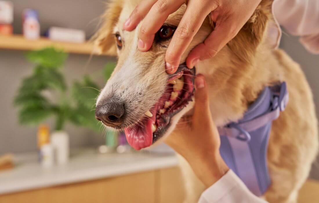 Close up of Veterinarian hands examining the teeth of an indie dog