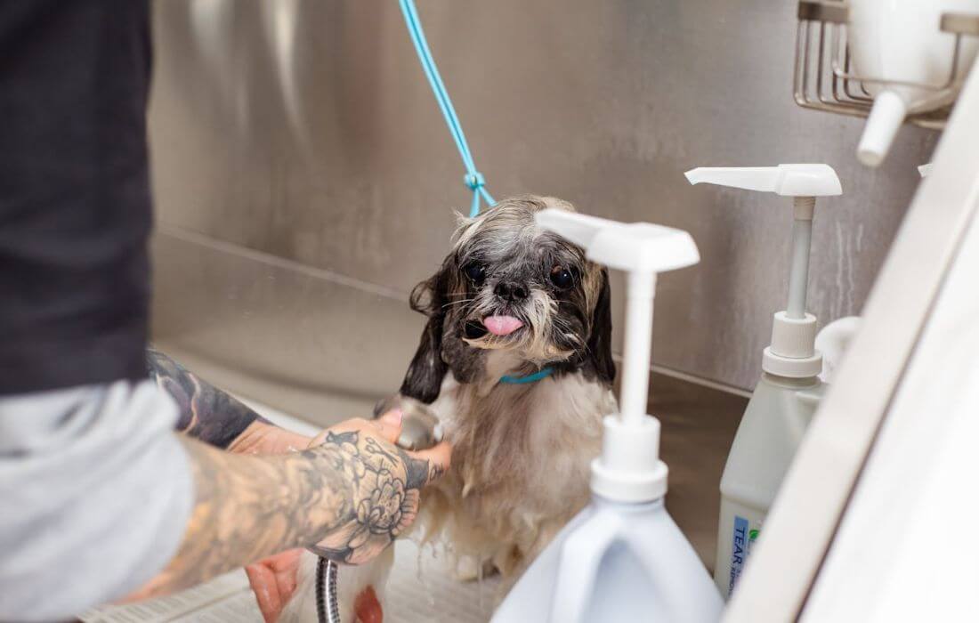 arm of a person bathing a dog