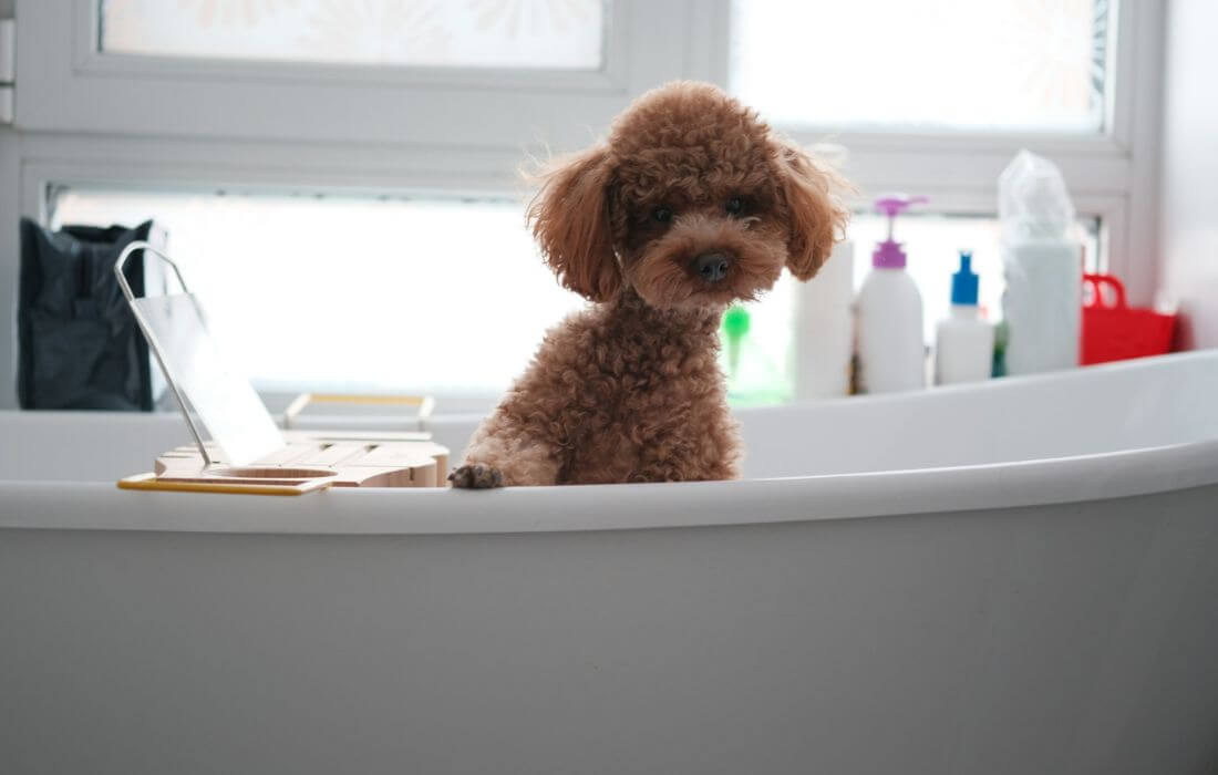 brown poodle in bathtub