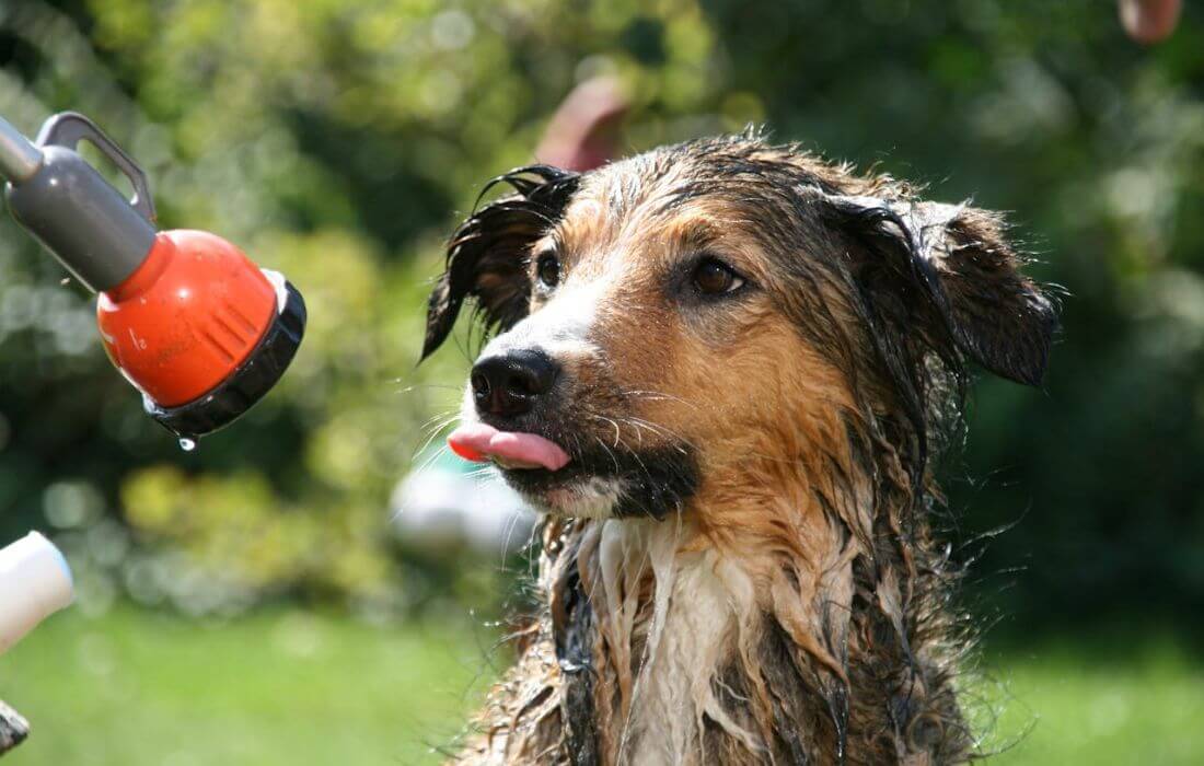 closeup of wet dog