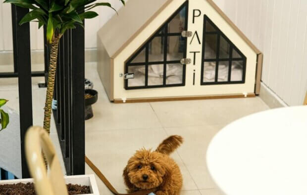 custom dog house in living room