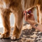 cutting dog fur