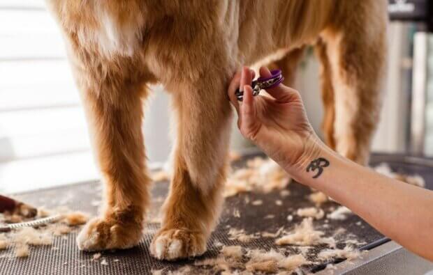 cutting dog fur